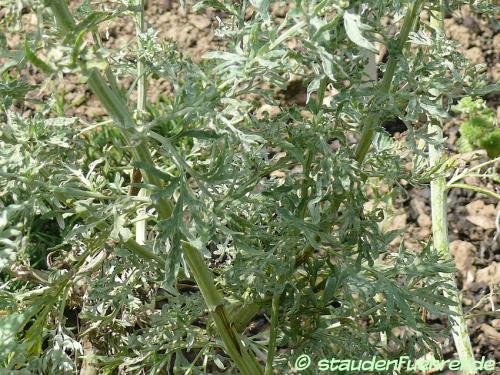 Bild Artemisia absinthium