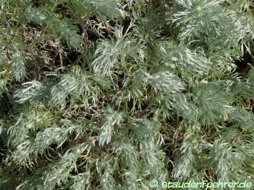 Image Artemisia schmidtiana 'Nana'