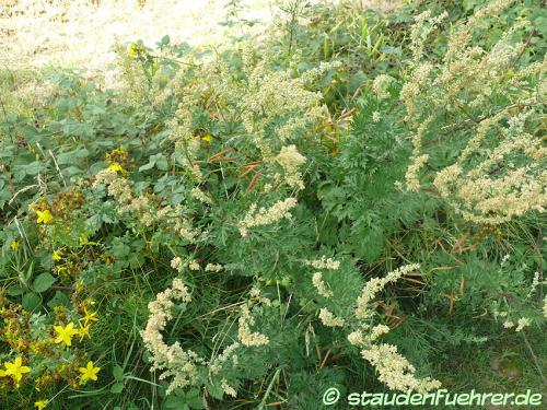 Bild Artemisia vulgaris
