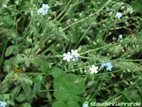 Bild Aruncus sinensis 'Zweiweltenkind'