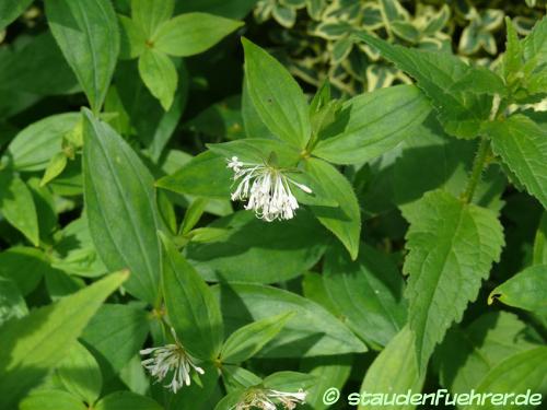 Bild Asperula taurina