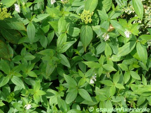 Image Asperula taurina