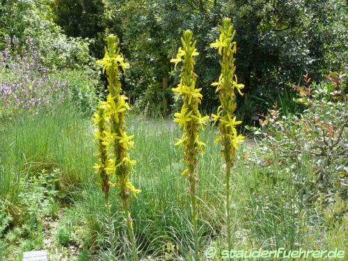 Image Asphodeline lutea