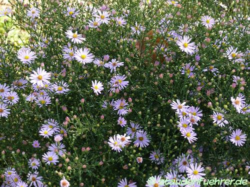 Image Aster azureus - Symphyotrichum oolentangiense