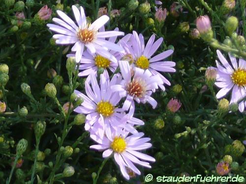 Bild Aster azureus - Symphyotrichum oolentangiense