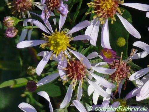 Image Aster macrophyllus