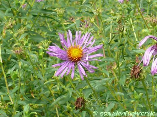 Image Aster novae-angliae 'Violetta'