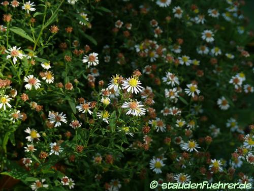 Bild Aster parviflorus Machaeranthera parviflora