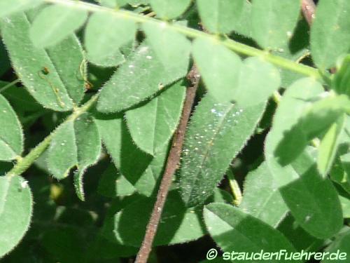 Bild Astragalus cicer