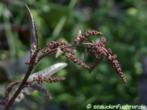 Image Atriplex hortensis