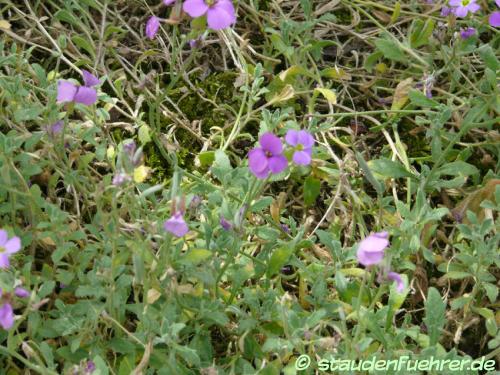 Image Aubrieta deltoidea