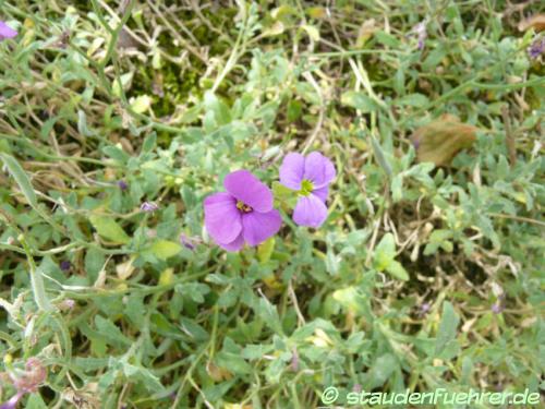 Image Aubrieta deltoidea