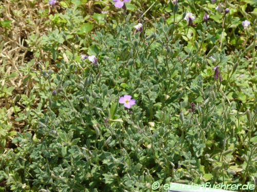 Bild Aubrieta thessala