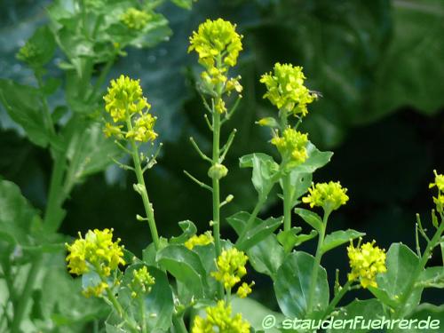 Bild Barbarea vulgaris