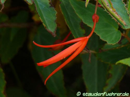 Bild Begonia boliviensis 'Bonfire'