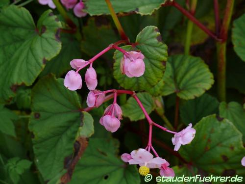 Image Begonia grandis evansiana