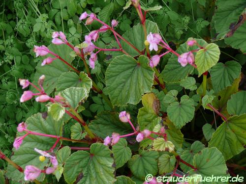 Bild Begonia grandis evansiana