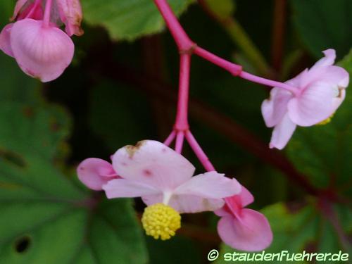 Image Begonia grandis evansiana