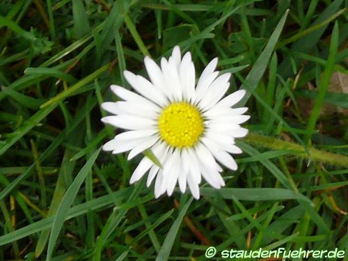 Image Bellis perennis