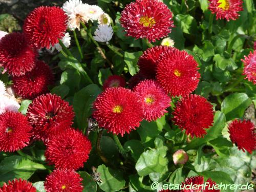 Bild Bellis perennis ‘Rob Roy’