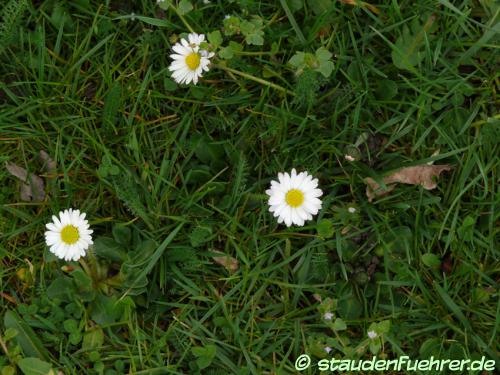 Bild Bellis perennis