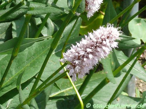 Image Bistorta officinalis