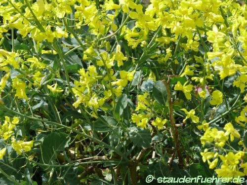 Image Bunias orientalis