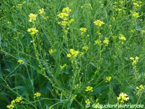 Image Bunias orientalis