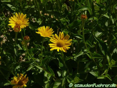 Bild Buphthalmum salicifolium