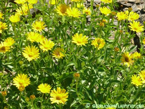 Bild Buphthalmum salicifolium