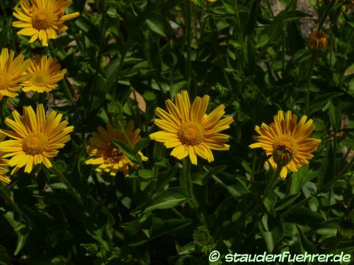 Bild Buphthalmum salicifolium