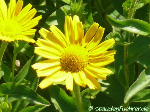 Image Buphthalmum salicifolium