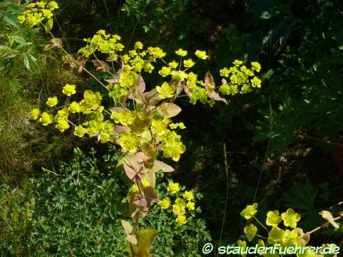 Bild Bupleurum aureum