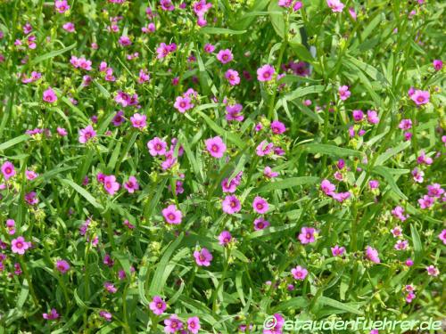 Bild Calandrinia ciliata