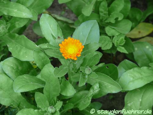 Bild Calendula officinalis