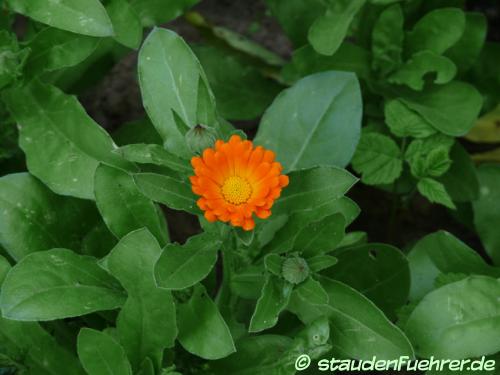 Bild Calendula officinalis