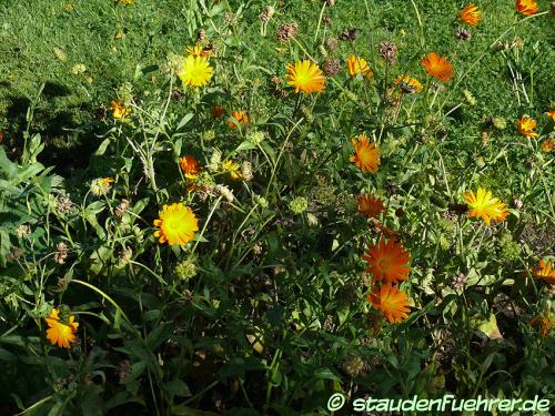 Bild Calendula officinalis