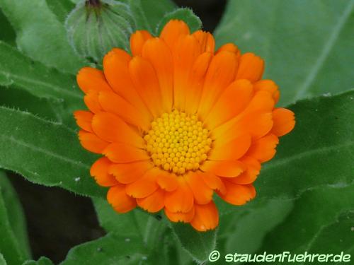 Image Calendula officinalis