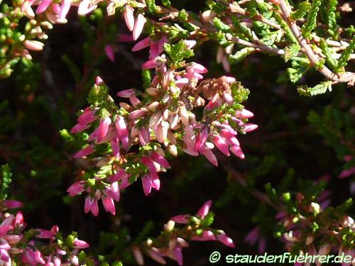 Bild Calluna vulgaris