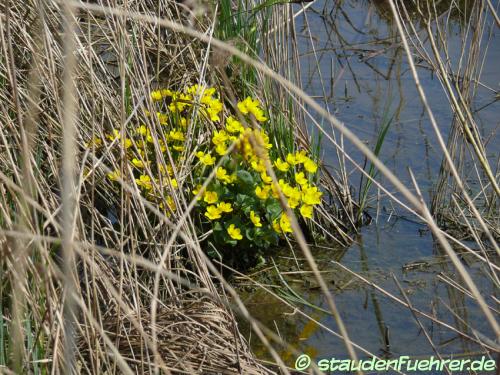 Image Caltha palustris