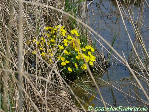 Image Caltha palustris