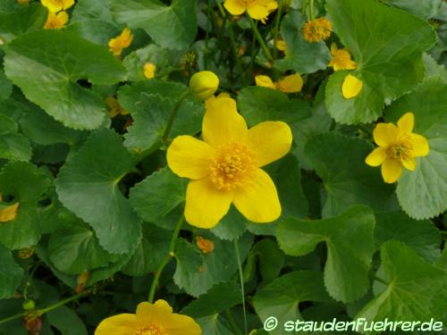 Image Caltha palustris