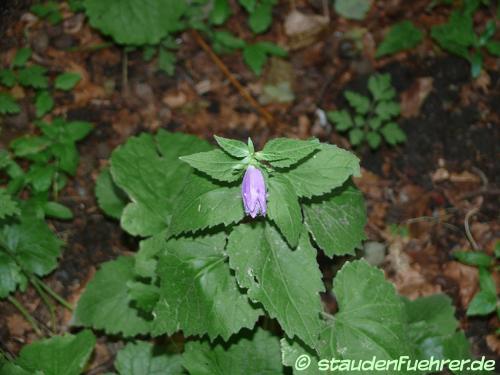 Image Campanula latifolia