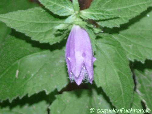 Bild Campanula latifolia