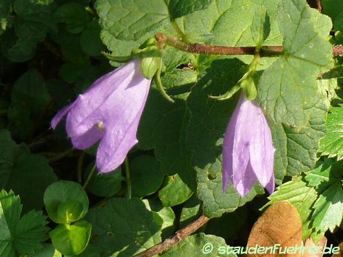 Bild Campanula rotundifolia