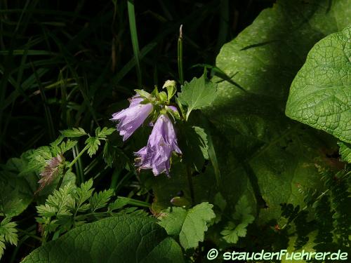 Bild Campanula rotundifolia