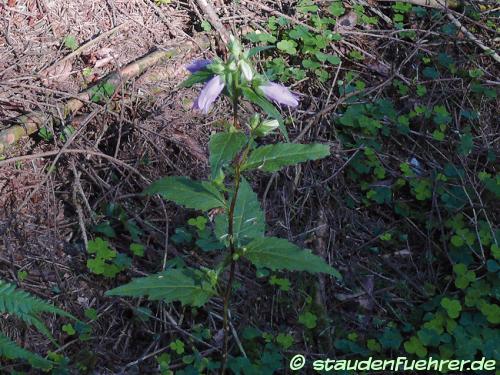 Image Campanula trachelium