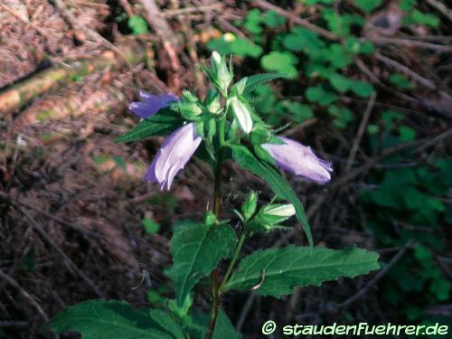 Bild Campanula trachelium