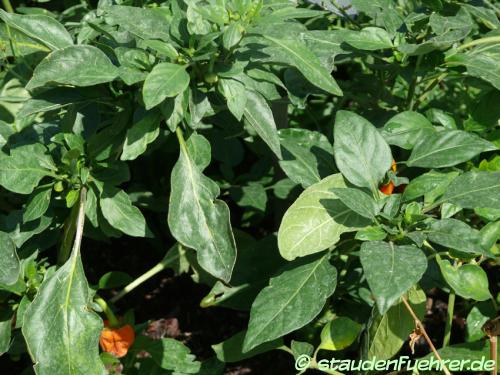 Bild Capsicum annuum