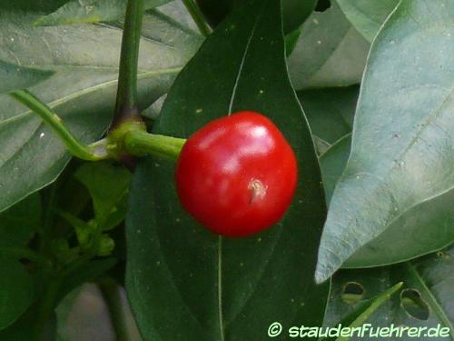 Bild Capsicum annuum 'coccinella'